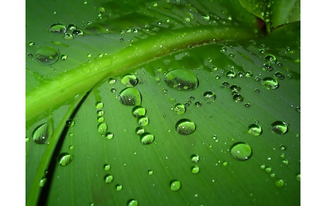 Vert